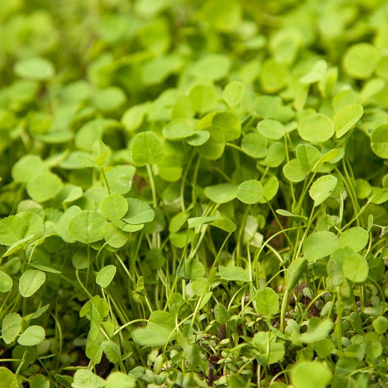 Peaceful Valley Low-Growing Clover Mix - Nitrocoated Seed (lb) Peaceful Valley