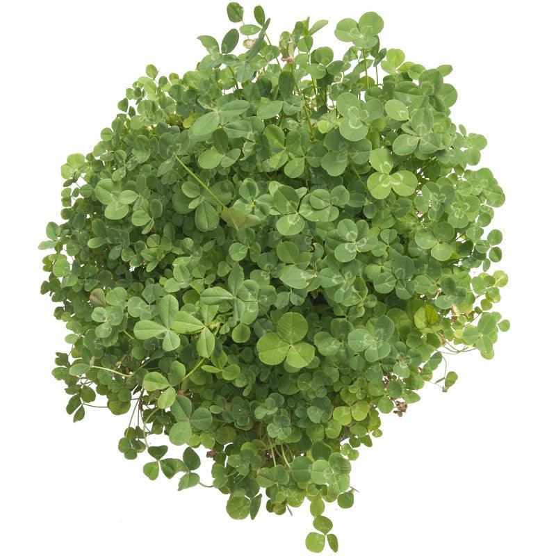 Peaceful Valley Low-Growing Clover Mix - Nitrocoated Seed (lb) Peaceful Valley