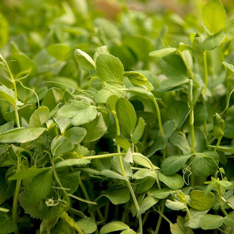 Peaceful Valley Winter Edible Cover Crop Mix - Raw Seed (lb) Peaceful Valley