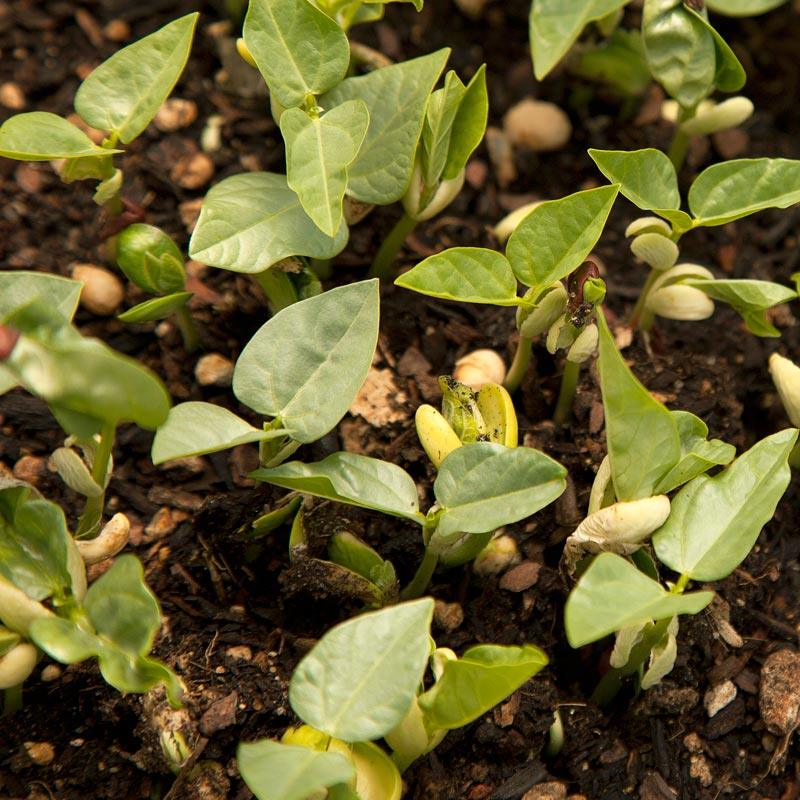 Peaceful Valley Summer Edible Cover Crop Mix - Raw Seed (lb) Peaceful Valley