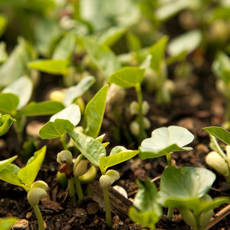 Peaceful Valley Summer Edible Cover Crop Mix - Raw Seed Peaceful Valley Summer Edible Cover Crop Mix - Raw Seed (lb) Cover Crop