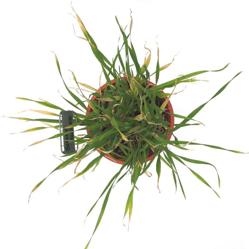 Organic Beardless Barley Seed (lb) Grow Organic