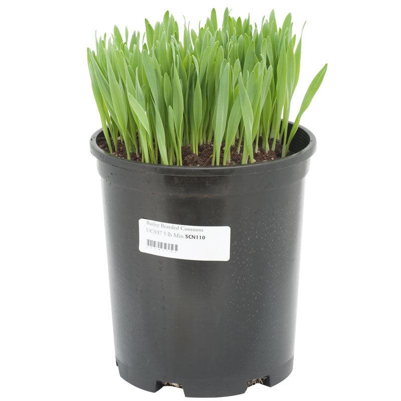 Bearded Barley Seed (lb) Grow Organic