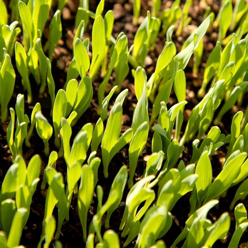 Bearded Barley Seed (lb) Grow Organic