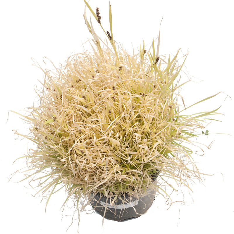 Japanese Millet Seed - Grow Organic Japanese Millet Seed (Lb) Cover Crop