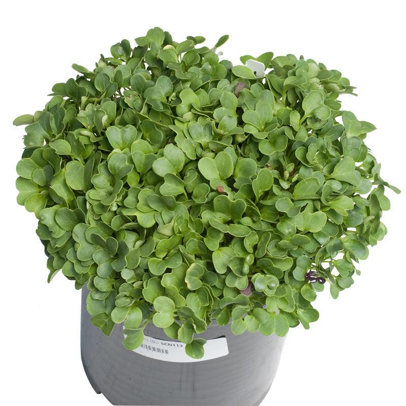 Daikon Radish Seed (Oilseed) (lb) Grow Organic