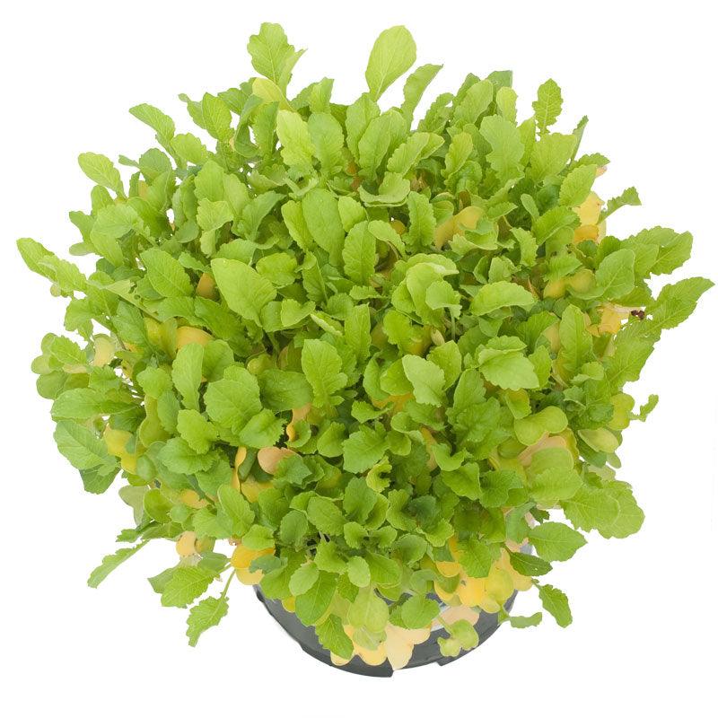 Daikon Radish Seed (Oilseed) (lb) Grow Organic