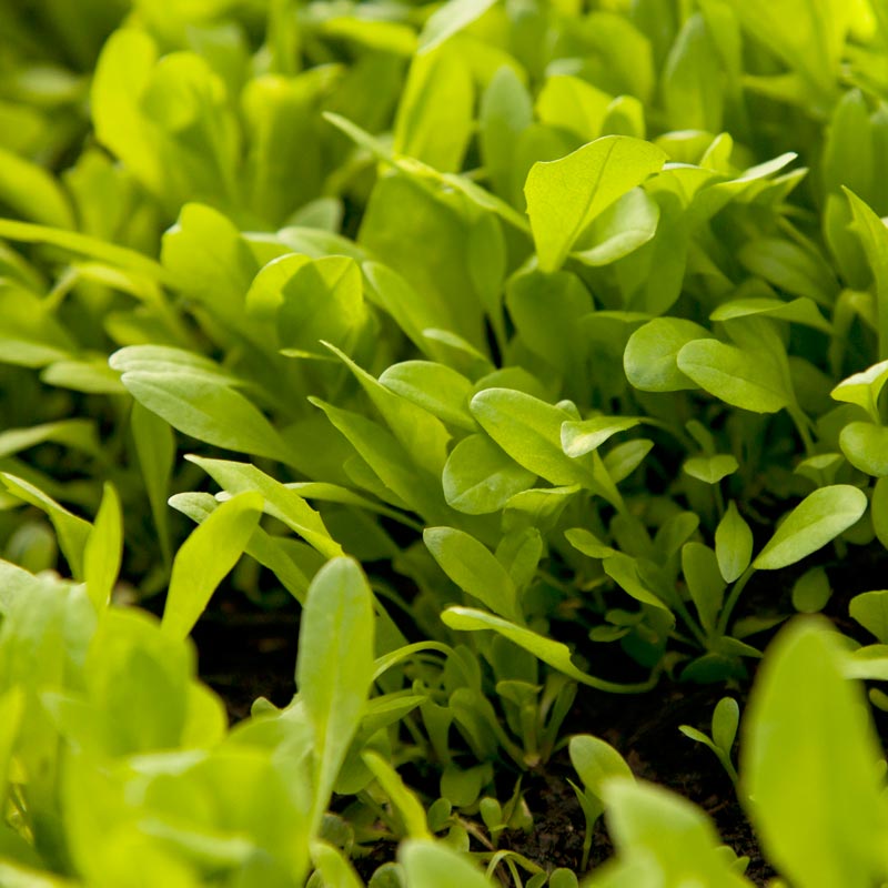 Chicory Cover Crop Seed for Sale Chicory Seed (Lb) Cover Crop