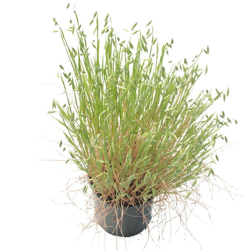 White Oats Seed (lb) Grow Organic