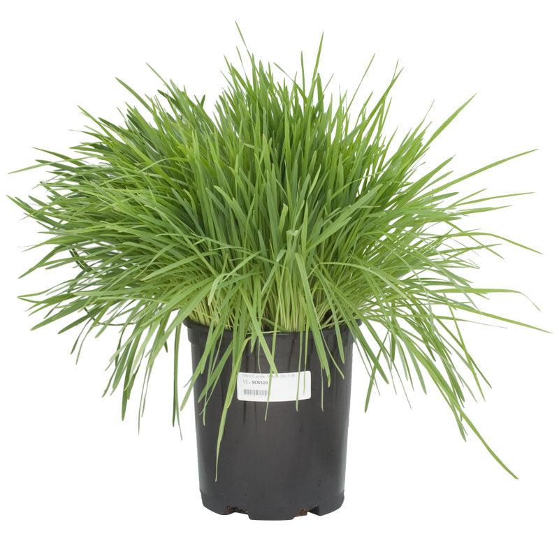 White Oats Seed (lb) Grow Organic