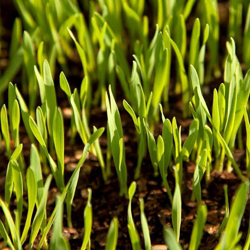 White Oats Seed (lb) Grow Organic