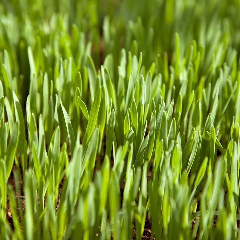 White Oats Seed (lb) Grow Organic