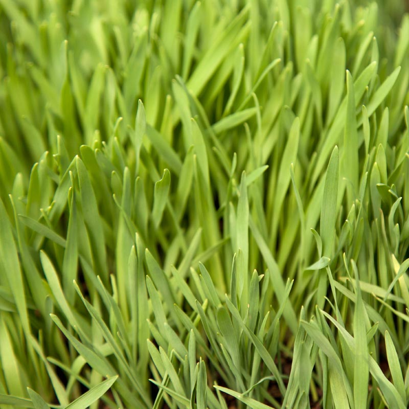 Organic Cayuse Oats Seed (lb) Grow Organic