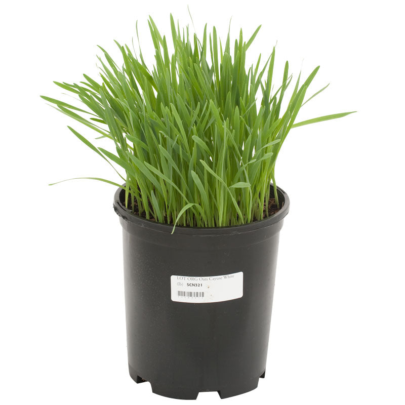 Organic Cayuse Oats Seed (lb) Grow Organic