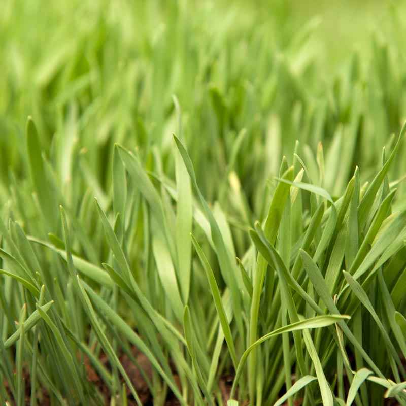 Organic Cayuse Oats Seed (lb) Grow Organic