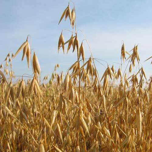 Organic Cayuse Oats Seed (lb) Grow Organic