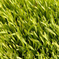 Cereal Rye Seed (Cold Hardy) - Grow Organic Cereal Rye Seed (Cold Hardy) (lb) Cover Crop