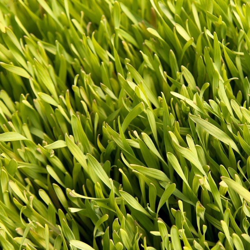 Cereal Rye Seed (Cold Hardy) (lb) Grow Organic