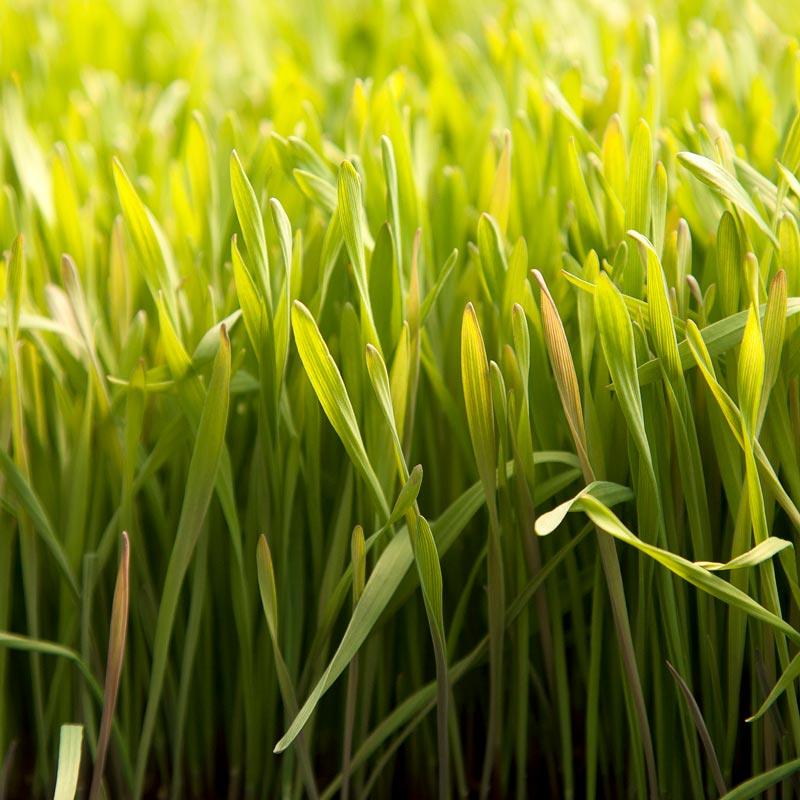 Cereal Rye Seed (Cold Hardy) (lb) Grow Organic