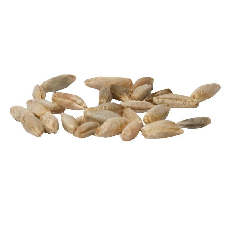 Cereal Rye Seed (Cold Hardy) (lb) Grow Organic
