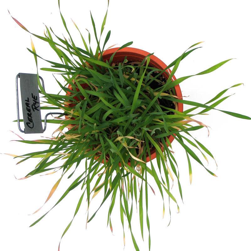 Cereal Rye Seed (Cold Hardy) (lb) Grow Organic