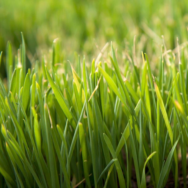 Organic Triticale Seed (lb) Grow Organic