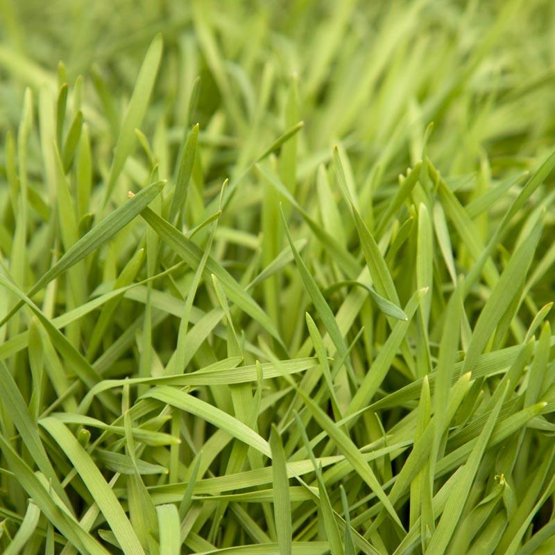Organic Triticale Seed (lb) Grow Organic
