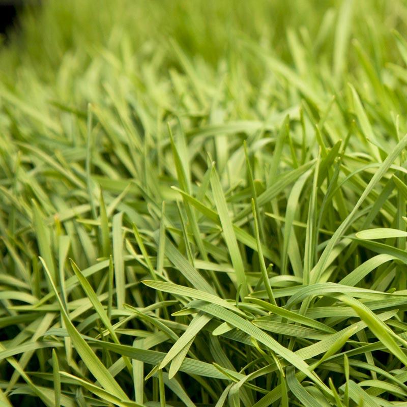 Organic Triticale Seed (lb) Grow Organic