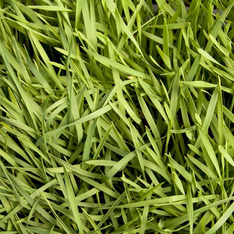 Organic Triticale Seed (lb) Grow Organic