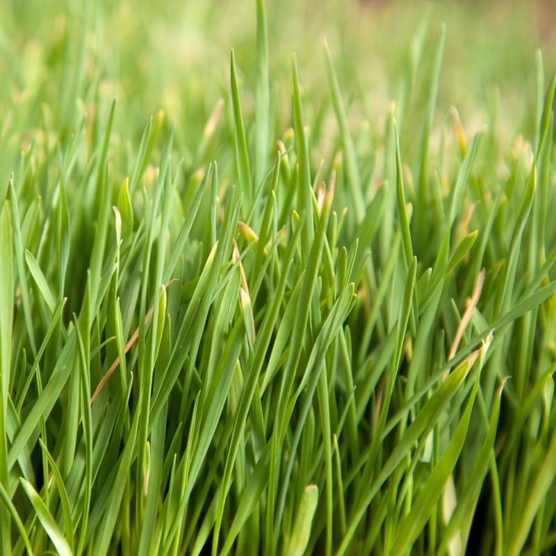Organic Triticale Seed (lb) Grow Organic