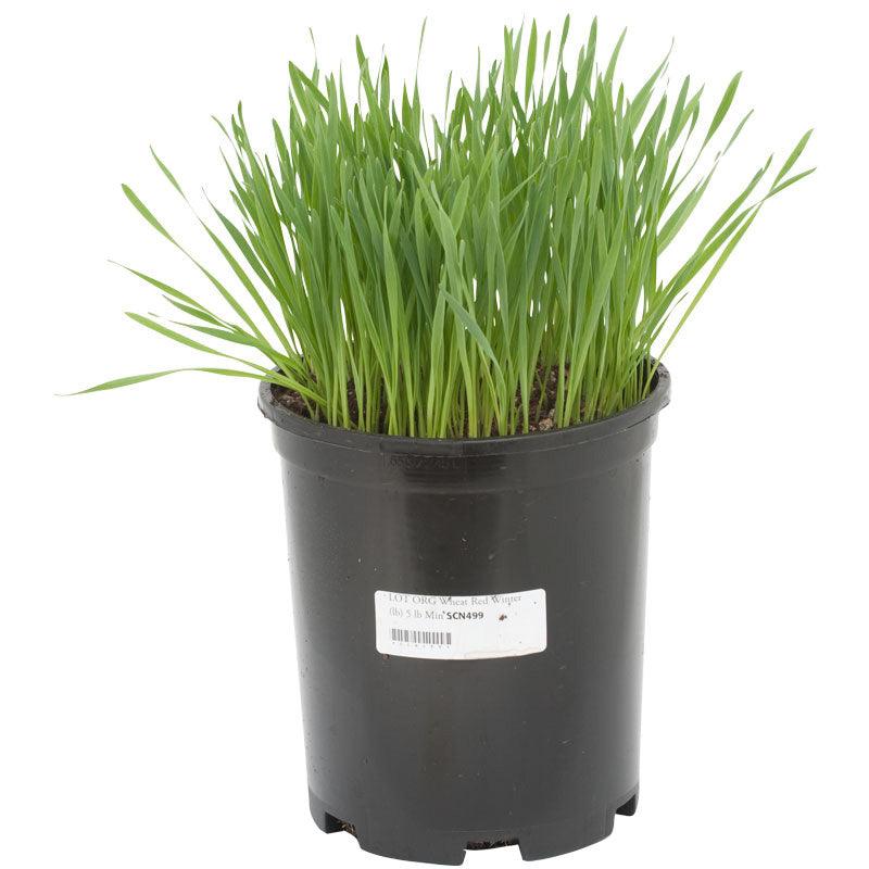 Wheat Red Winter Seed (lb) Grow Organic