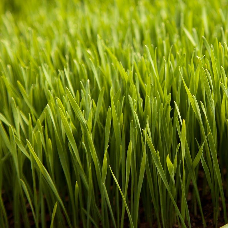 Wheat Red Winter Seed (lb) Grow Organic