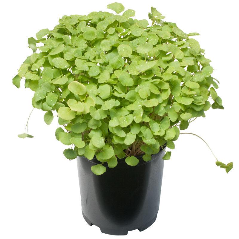 Buckwheat Seed (lb) Grow Organic