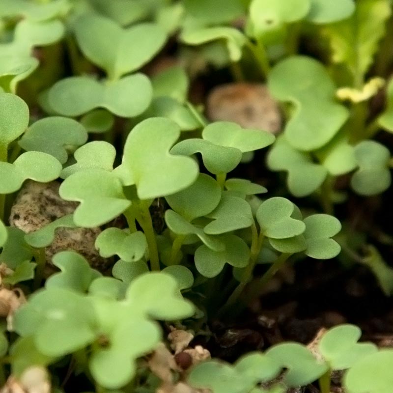 Mustard Seed (lb) Grow Organic