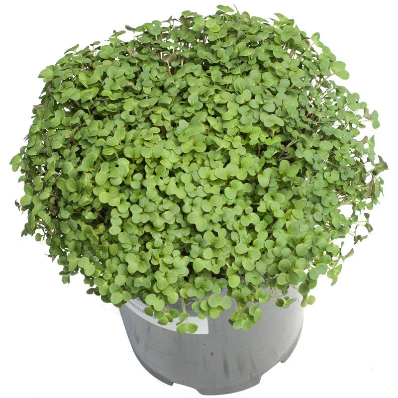 Mustard Seed (lb) Grow Organic