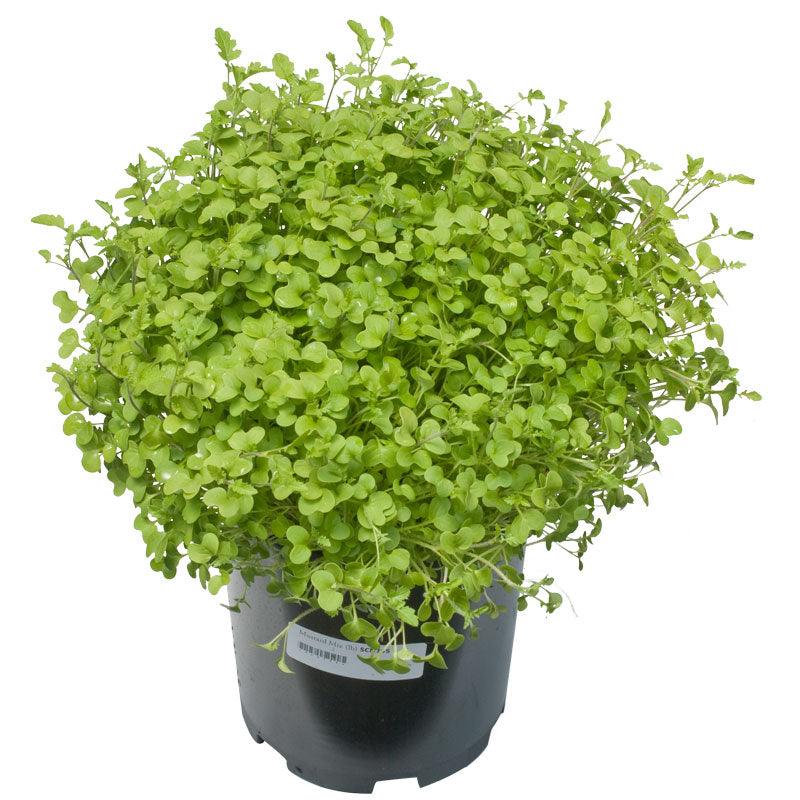 Peaceful Valley Mustard Mix Seed (lb) Grow Organic