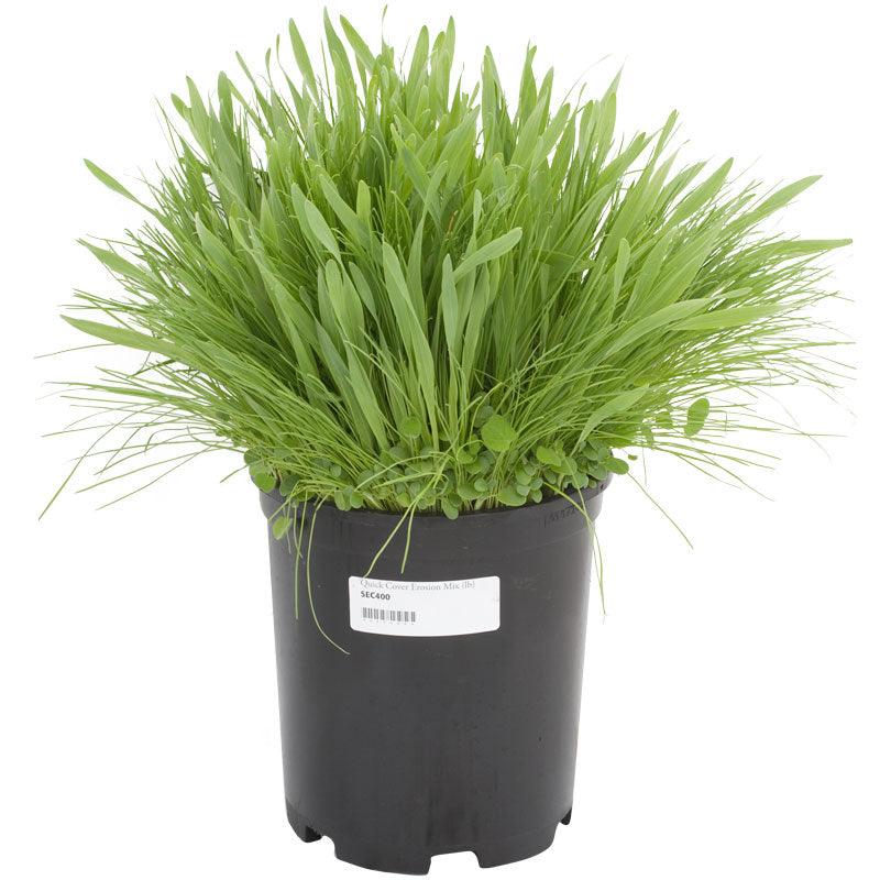 Peaceful Valley Quick Cover Erosion Mix - Nitrocoated Seed (lb) Peaceful Valley