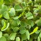 Semi-Dormant Alfalfa - Nitrocoated Seed - Grow Organic Semi-Dormant Alfalfa - Nitrocoated Seed (lb) Cover Crop