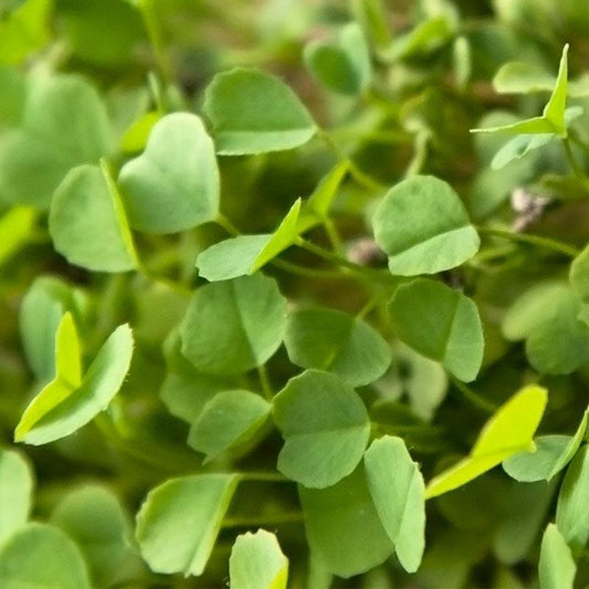Semi-Dormant Alfalfa - Nitrocoated Seed (lb) Grow Organic