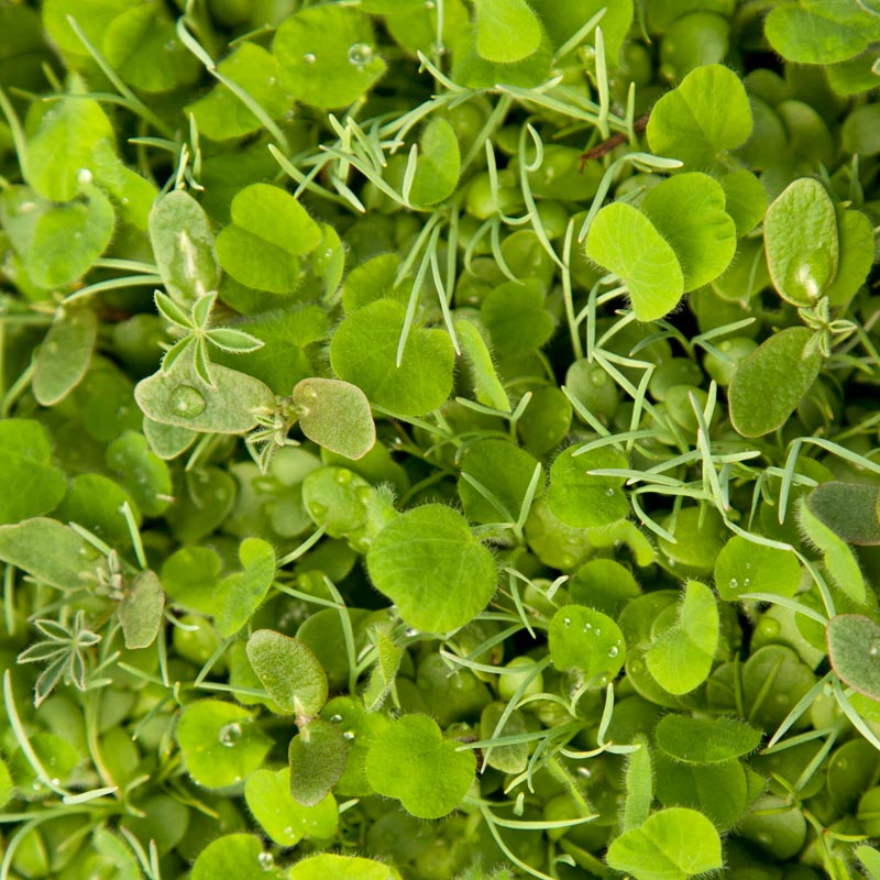 Regional Western Colorful Dryland Wildflower Mix Peaceful Valley Regional Western Colorful Dryland Wildflower Mix - Nitrocoated Seed (lb) Cover Crop