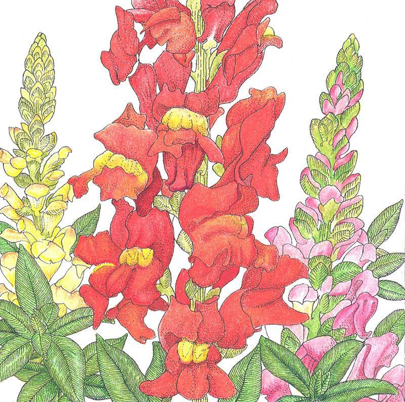 Snapdragon, Spurred (1/4 lb) Peaceful Valley