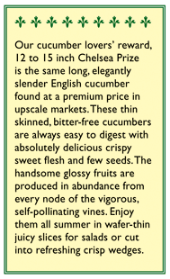 Renee's Garden Cucumber English Chelsea Prize - Grow Organic Renee's Garden Cucumber English Chelsea Prize Vegetable Seeds