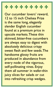 Chelsea Prize English Cucumber Seeds Renee's Garden