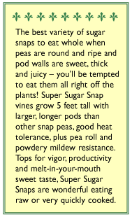 Pea Snap Super Sugar Seeds Renee's Garden