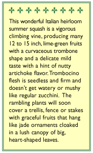 Trombetta di Albinga Climbing Summer Squash Seeds Renee's Garden