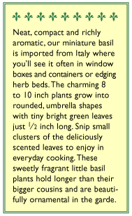 Windowbox Mini Basil Seeds Renee's Garden