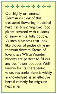 Double White Wonder Feverfew Seeds Renee's Garden