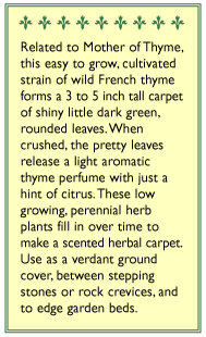 Creeping Thyme Seeds Renee's Garden