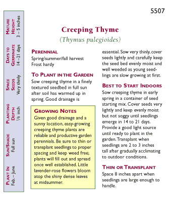 Creeping Thyme Seeds Renee's Garden