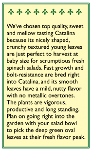 Catalina Baby Leaf Spinach Seeds Renee's Garden